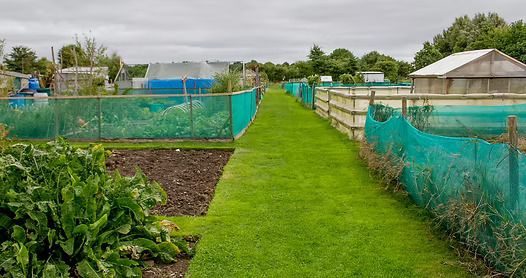 A grassy path runs between fenced garden plots on an overcast day at Severn Beach Allotments.